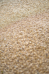 Texture of grains and golden seeds. Wheat and rye as food. Stock background, photo