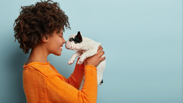Sideways shot of pleased charming young woman has dark skin, curly hairstyle, touches noses with favourite dog, plays with french bulldog, dressed in orange jumper, isolated over blue background