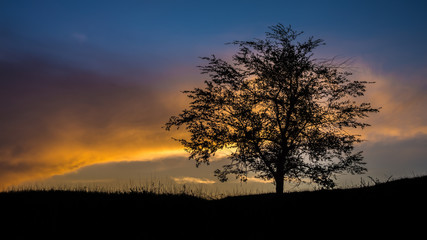 Fototapeta na wymiar Lonely tree after sunset