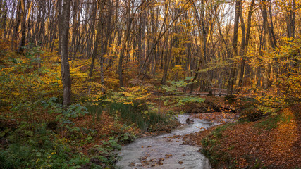 Fototapeta premium Autumn forest stream