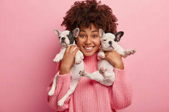Satisfied woman with Afro haircut carries two new born puppies, plays and going to have rest after morning walk, feels responsible and caring for domestic animals, smiles positively, pose indoor