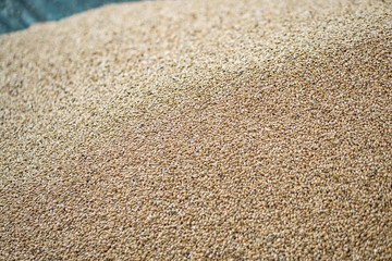 Fototapeta na wymiar Texture of grains and golden seeds. Wheat and rye as food. Stock background, photo