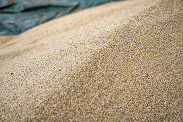 Texture of grains and golden seeds. Wheat and rye as food. Stock background, photo