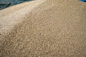 Fototapeta na wymiar Texture of grains and golden seeds. Wheat and rye as food. Stock background, photo