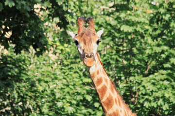 Photo of a giraffe's head in the face with a cute expression of the muzzle close-up on a long neck against the background of green trees in the zoo