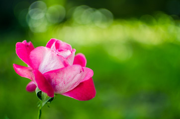 Obraz na płótnie Canvas Blooms fragrant pink rose