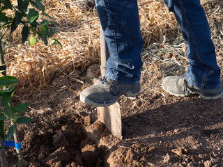 Fototapeta premium Digging in the garden