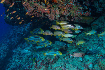 Fototapeta na wymiar School of fish at the Maldives