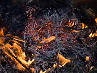 Burning dry twigs