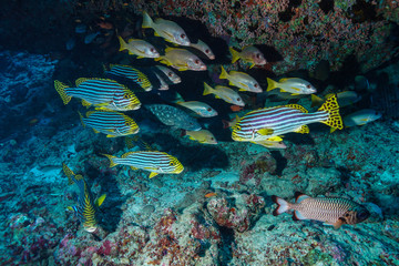 School of fish at the Maldives