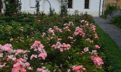 Sommer. Rosen im Hof