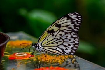 Fototapeta na wymiar Closeup beautiful butterfly sitting on flower. .Tree Nymph butterfly (Idea leuconoe) 