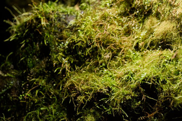 moss growing in illuminated cave wet rocks