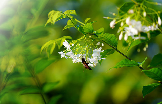 White wrightia religiosa flower tree with bee and fresh green leaves background.