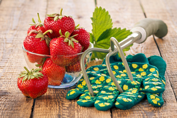 Red ripe strawberries in glass bowl and rake with gloves on old wooden boards.