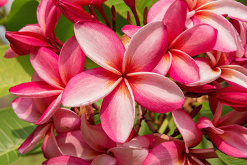 The beautiful Plumeria or Frangipani flower close up background.