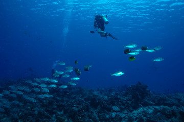 School of fish at the Maldives