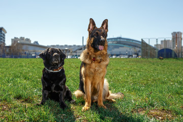 German Shepherd and Black Labrador sit and listen to the command of the owner.