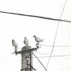 pigeons on a pole. wires. pencil drawing. graphic arts. background