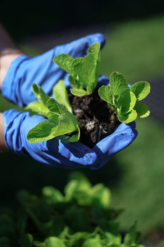 Sprouts of a new plant are environmentally friendly on the hands of a person. Natural farming. Stock background, photo