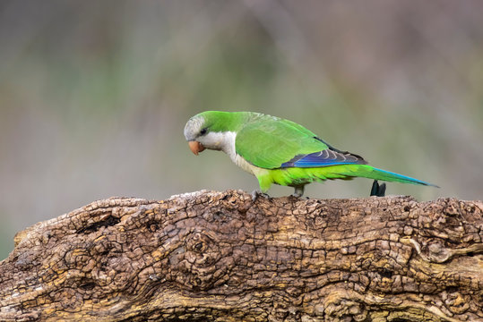 Parakeet,feeding on wild fruits, La Pampa, Patagonia, Argentina