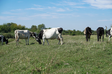 Pasture for cattle in summer in Europe. Cows in the field. Stock background, photo