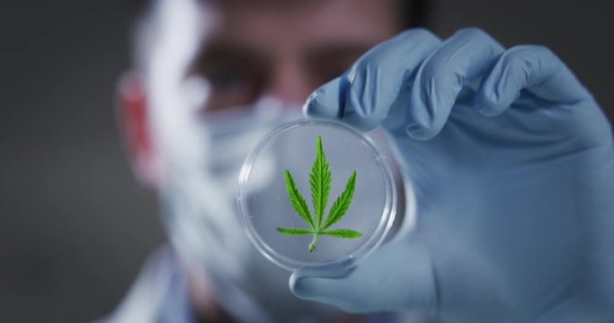 Slow motion macro close up of scientist with mask and gloves checking and analizing a biological and ecological hemp plant used for herbal pharmaceutical cbd oil in a laboratory. Shot in 8K.