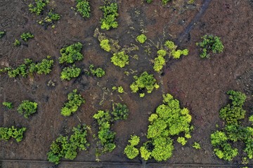 Hawaii-Big Island Lava