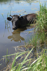 Cow in the water is saved from the heat. animal in the wild. Stock background, photo