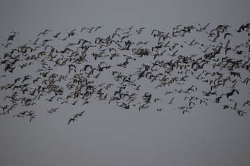 Geese