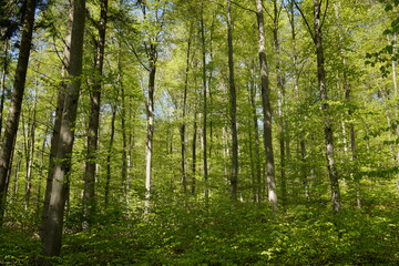green forest scenery many trees