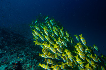 Fototapeta na wymiar School of fish at the Maldives