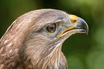 aquila