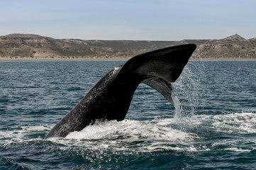 Fototapeta premium Whale tail in Peninsula Valdes,, Patagonia, Argentina