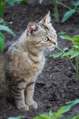 Naklejka na ściany i meble Young cat sitting in the garden among the plants.