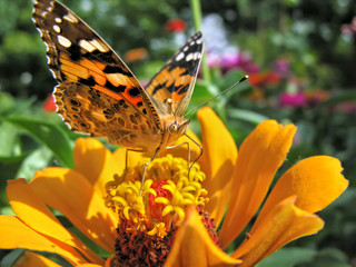 Monarch Butterfly feeds on the yellow Zinnia flower in summer day