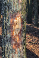 Pine with chopped bark man vandal in the forest.