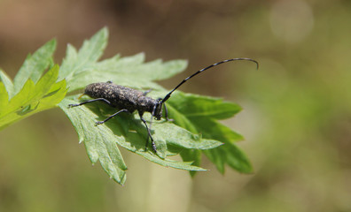 Macro of the bug