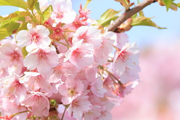青空と河津桜　 Cherry Blossoms (Kawazu-zakura)	