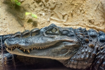 coccodrillo