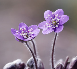 Fioletowe kwiaty - przylaszczka © mycatherina