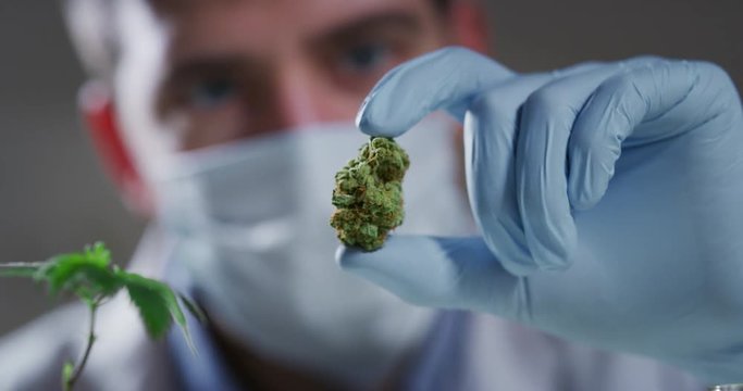 Slow motion macro close up of scientist with mask and gloves checking and analizing a biological and ecological hemp plant used for herbal pharmaceutical cbd oil in a laboratory. Shot in 8K.