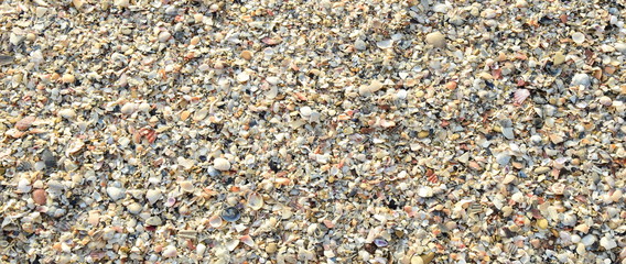 Viele verschiedene Muscheln am Strand - Banner