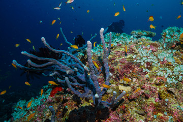 Plakat Coral reef at the Maldives