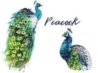Peacock Feathers Watercolor Graphics. Bright Blue Exotic Birds on Transparent Background