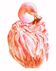 Flamingo. Pink Watercolor Bird on transperent background. Tender Tropical Exotic Bird. Pink Feathers