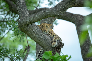 Fototapeta na wymiar A young male leopard resting in the fork of a Marula tree late in the afternoon