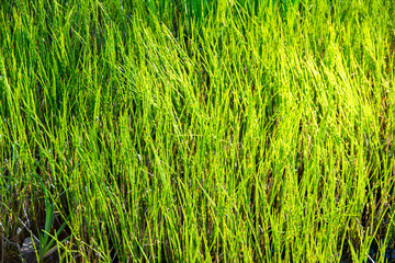Growing aquatic plants in spring, Kirkkonummi, Finland