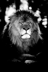 Portrait d'un lion majestueux