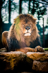 Naklejka premium Portrait d'un lion majestueux